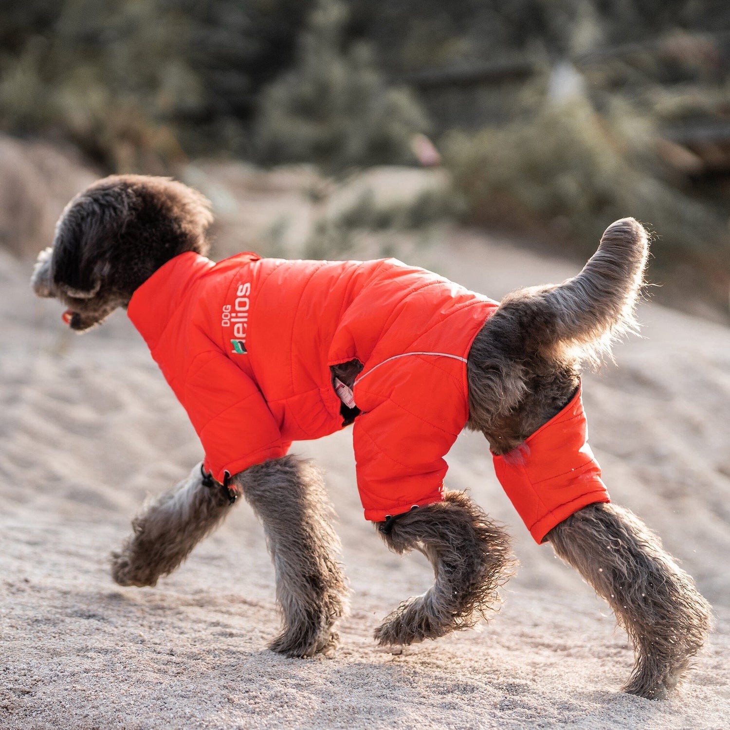 Pet Attire