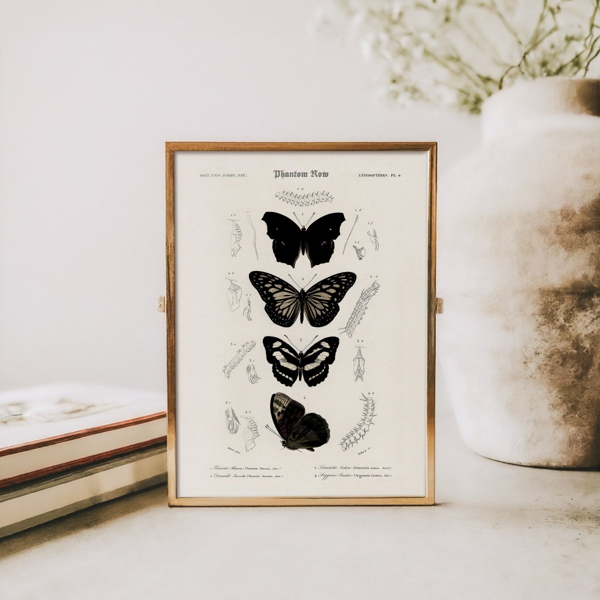 “Gothic Butterflies” Vintage Scientific Art Print