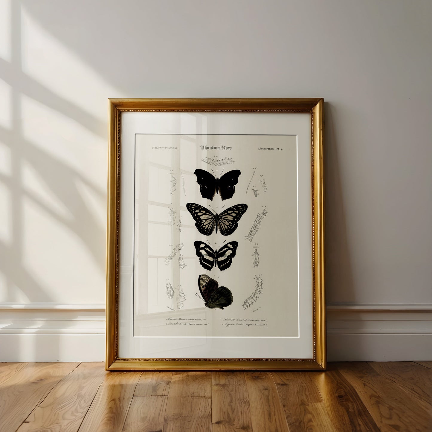 “Gothic Butterflies” Vintage Scientific Art Print