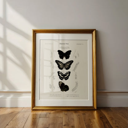 “Gothic Butterflies” Vintage Scientific Art Print