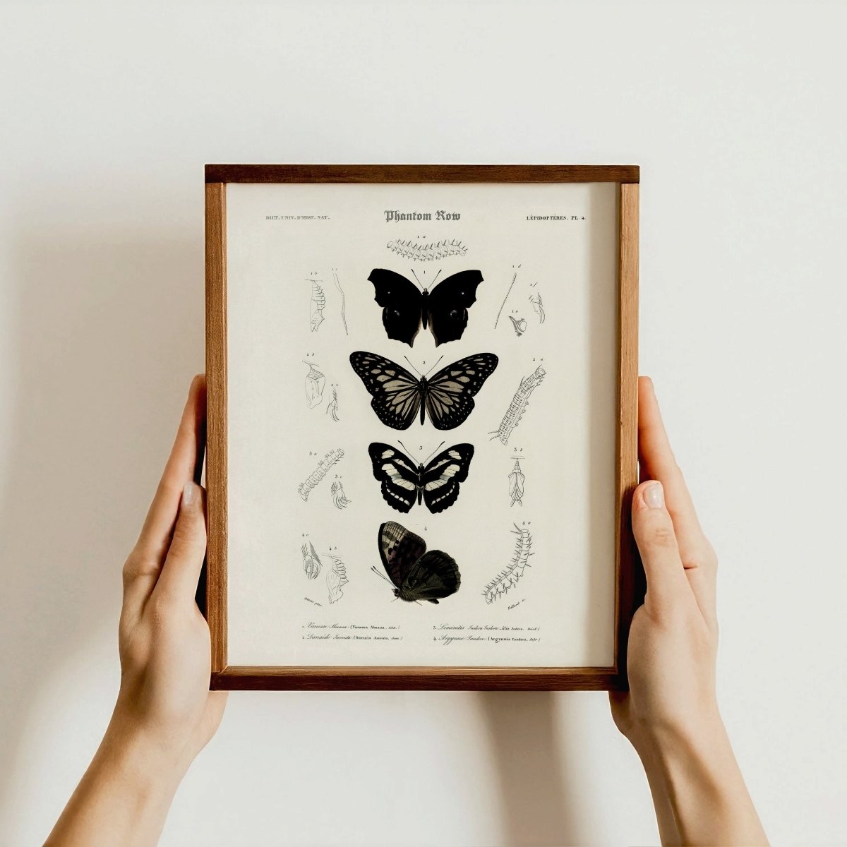 “Gothic Butterflies” Vintage Scientific Art Print