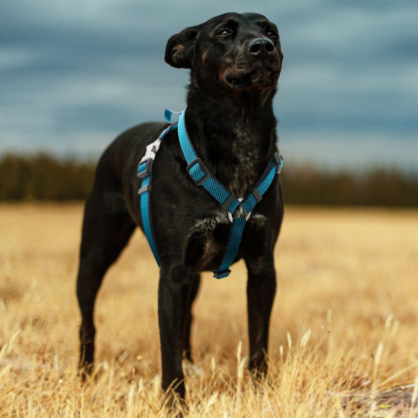 Pet Life ® 'Escapade' Outdoor Series 2-in-1 Convertible Dog Leash and Harness