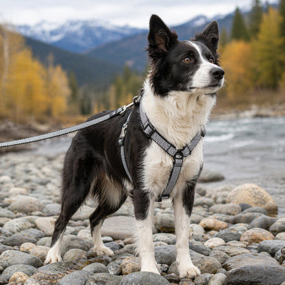 Pet Life ® 'Escapade' Outdoor Series 2-in-1 Convertible Dog Leash and Harness