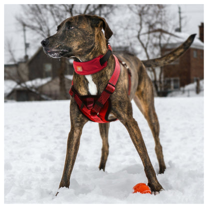 Pet Life ® 'Geo-prene' 2-in-1 Shock Absorbing Neoprene Padded Reflective Dog Leash and Harness