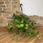 Pothos 'Golden'