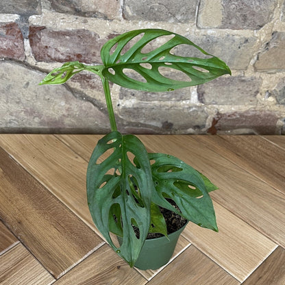 Monstera Adansonii