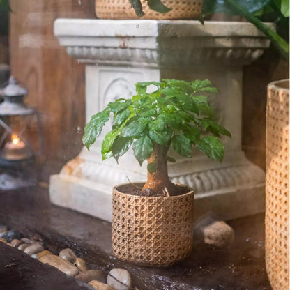 Rattan Texture Cement Planter