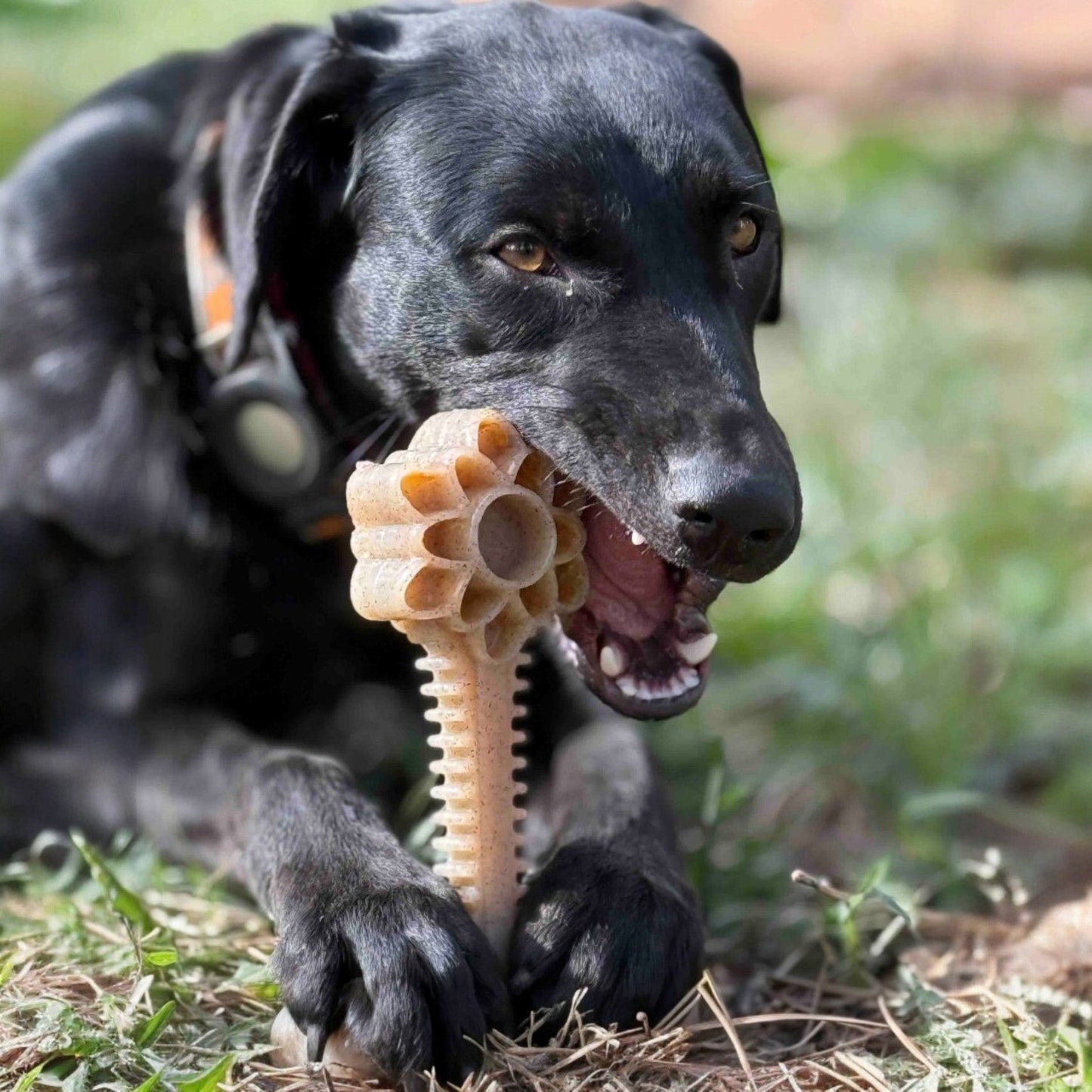Honey Bone Dental Flower Tower - Indestructible Nylon Dog Chew Toy XL | USA