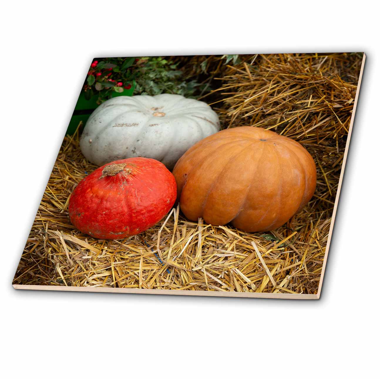 3dRose Pumpkins of White, red, Beige Colors on a Straw. Thanksgiving Theme - Tiles (ct_327913)