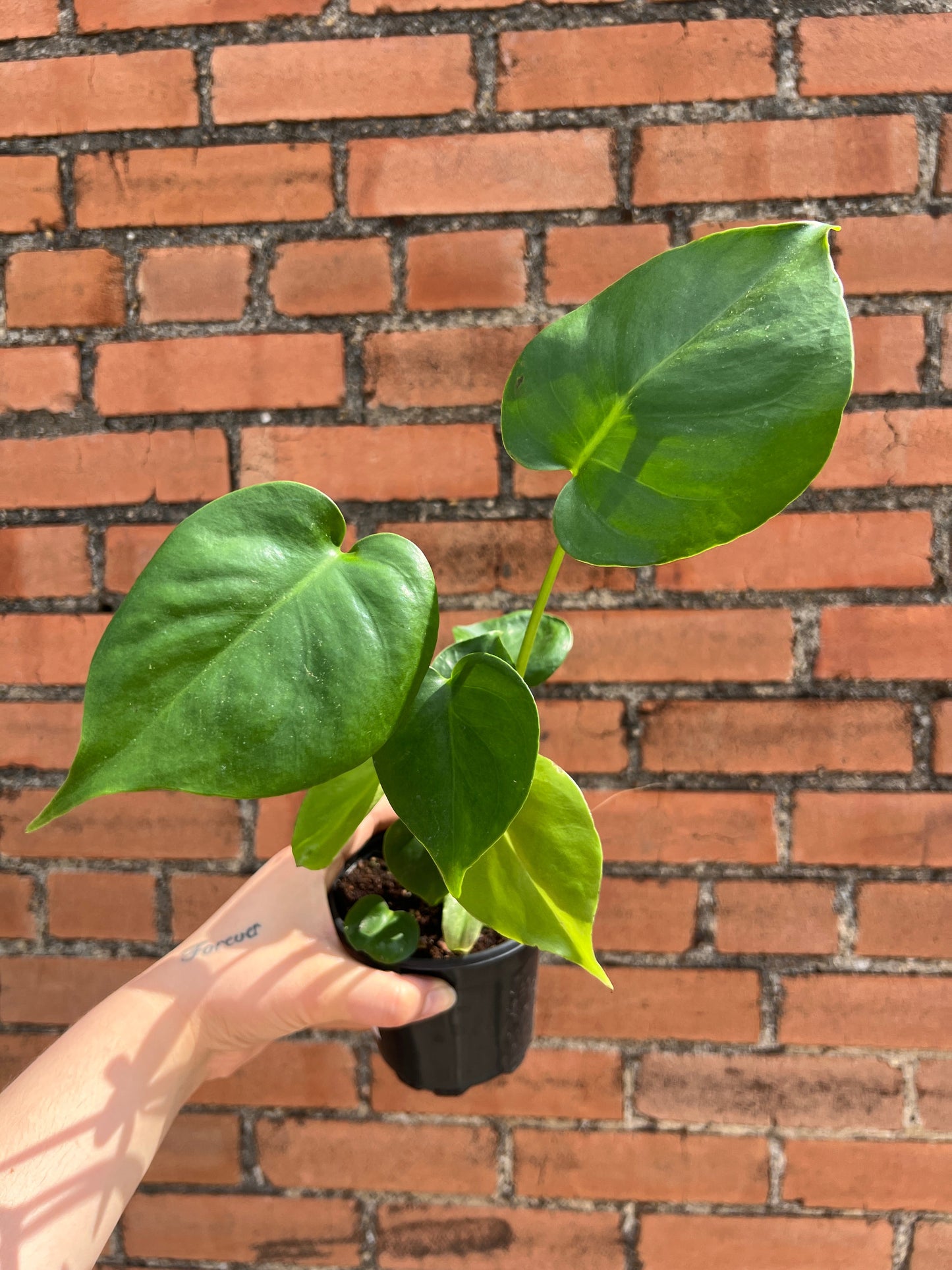 Monstera Deliciosa