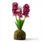 Violet Hyacinth In Moss Ball