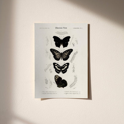 “Gothic Butterflies” Vintage Scientific Art Print