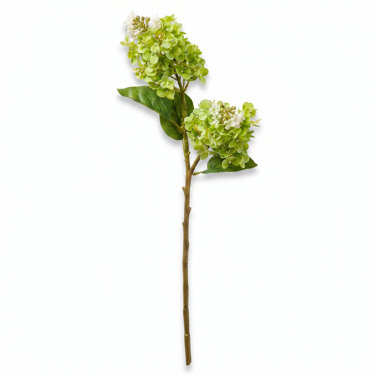 Green Cone Hydrangea Stem