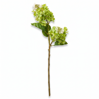 Green Cone Hydrangea Stem