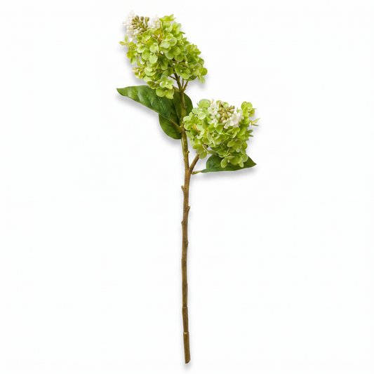 Green Cone Hydrangea Stem