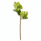 Green Cone Hydrangea Stem