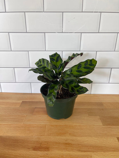 Calathea 'Rattlesnake'