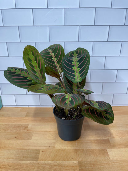 Maranta 'Red Prayer Plant'