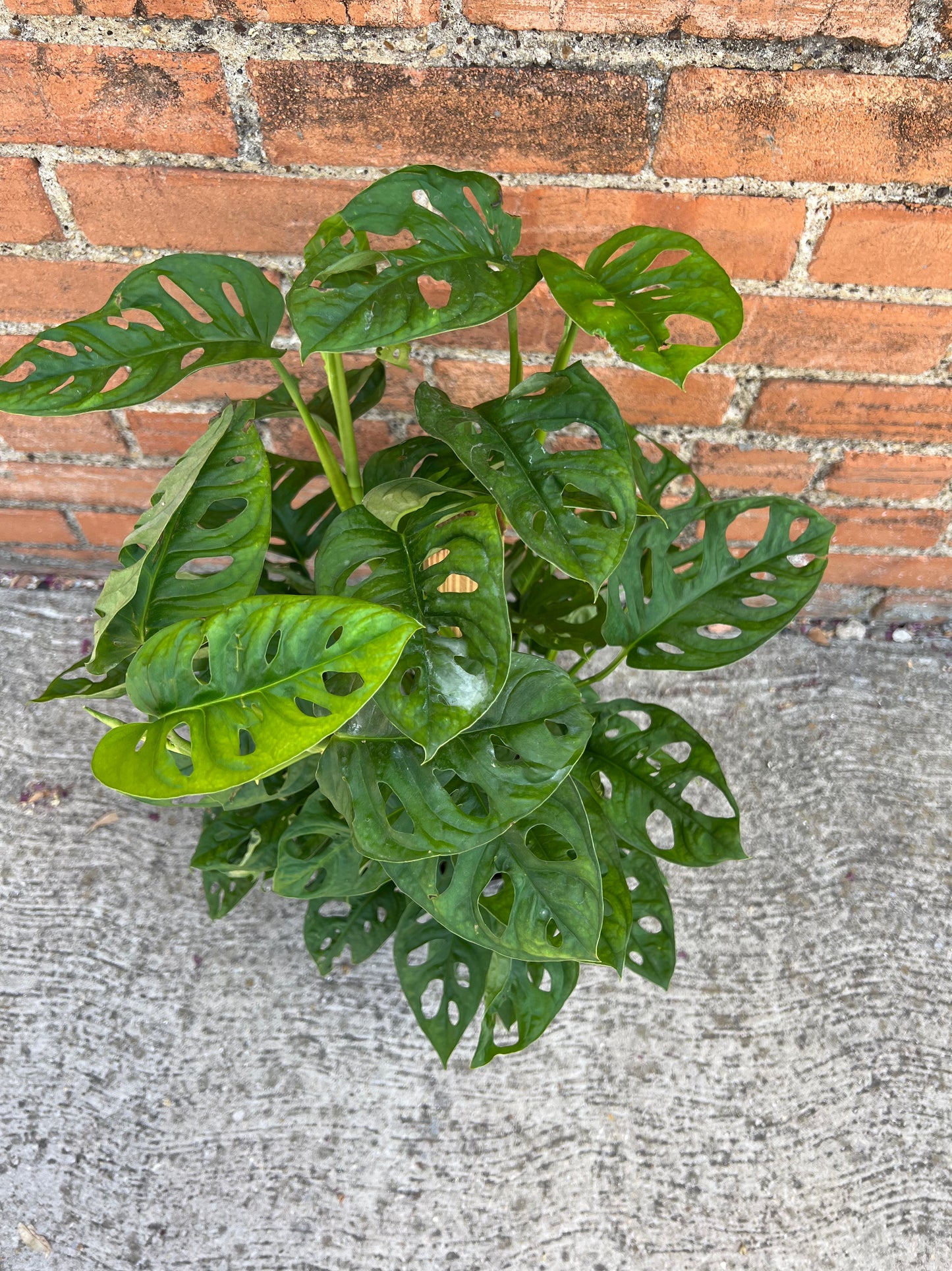 Monstera Adansonii