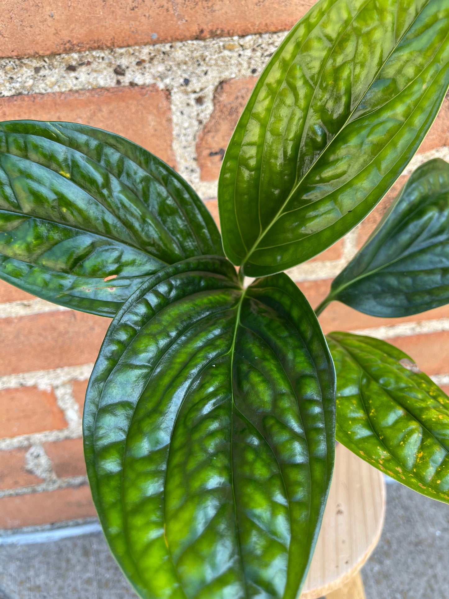 Monstera Peru