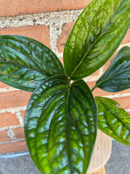 Monstera Peru