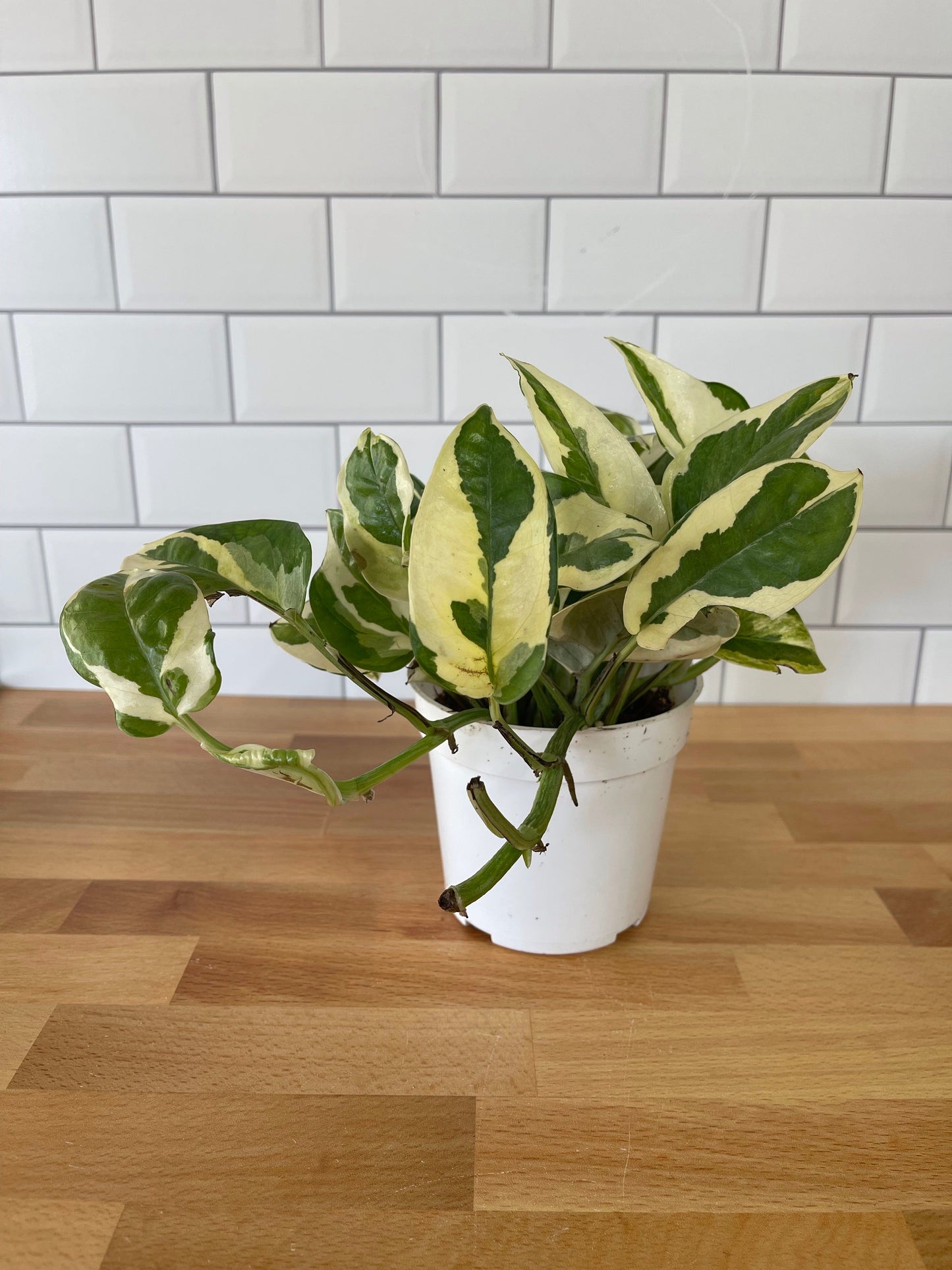 Pothos 'N'joy'