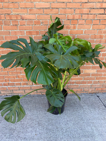 Monstera Deliciosa
