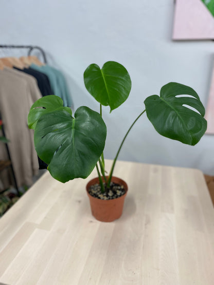 Monstera Deliciosa